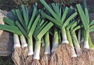 Bilakah anda harus menyimpan daun bawang dari kebun anda?