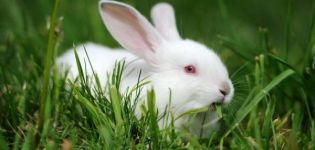 Description and characteristics of Hikol rabbits and rules of keeping