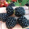 Description and characteristics of Lochness blackberries, planting and care