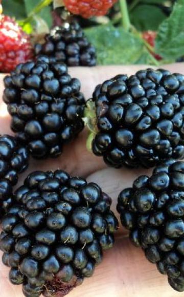 Descripción y características de las moras de Lochness, plantación y cuidado.