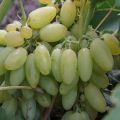 Description and characteristics of the elegant grape variety, history and subtleties of cultivation