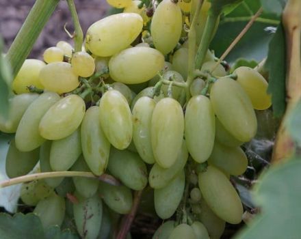 Description and characteristics of the elegant grape variety, history and subtleties of cultivation