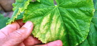 Why do cucumber seedlings turn yellow leaves and what to do