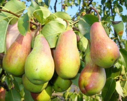 Description and characteristics of pear varieties Russian beauty, planting, cultivation and care