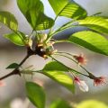 Raisons fréquentes pour lesquelles les cerises ne portent pas de fruits, que faire avec et mesures de contrôle