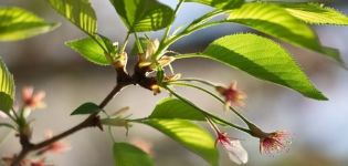 Raisons fréquentes pour lesquelles les cerises ne portent pas de fruits, que faire avec et mesures de contrôle