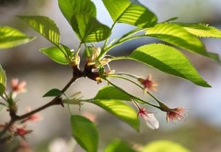 Razones frecuentes por las que las cerezas no dan fruto, qué hacer con ellas y medidas de control.