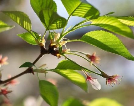 Razones frecuentes por las que las cerezas no dan fruto, qué hacer con ellas y medidas de control.