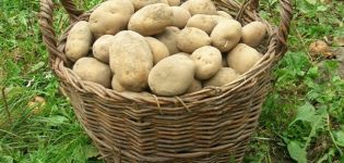 Description of the potato variety Elizabeth, features of cultivation and care