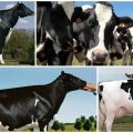 Description and characteristics of Holstein-Friesian cows, their content