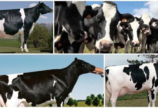 Description and characteristics of Holstein-Friesian cows, their content