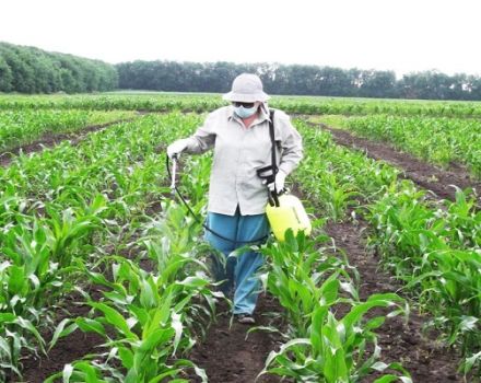 Quels engrais sont les meilleurs pour nourrir ou irriguer le maïs?