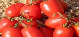 Description de la variété de tomate Dino f1, caractéristiques de culture et rendement