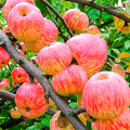 Description and characteristics of the apple variety Apple Spas, history and features of cultivation