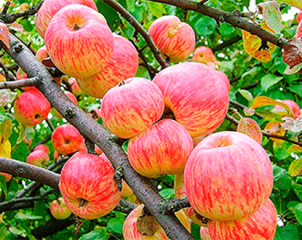 Descripción y características de la variedad de manzana Apple Spas, historia y características de cultivo.