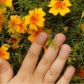 Mga panuntunan para sa paggamit ng mga marigold bilang berdeng pataba at kung bakit kapaki-pakinabang ang naturang pataba