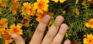 Mga panuntunan para sa paggamit ng mga marigold bilang berdeng pataba at kung bakit kapaki-pakinabang ang naturang pataba