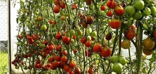 Descripción de la variedad de tomate Secado, sus características y cultivo.