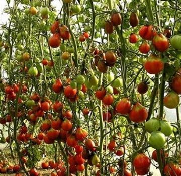 Description de la variété de tomate Séchage, ses caractéristiques et sa culture