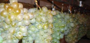 How to properly store grapes at home for the winter in the refrigerator and cellar