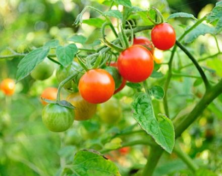 Características y descripciones de las variedades de tomates Monisto.