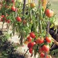 Caractéristiques et description de la variété de tomate Star of Siberia