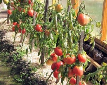 Characteristics and description of the tomato variety Star of Siberia