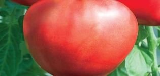 Description of the tomato variety Heart of Beauty, recommendations for cultivation