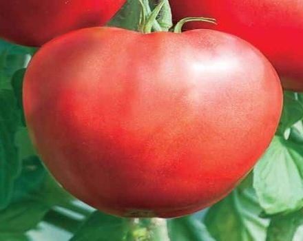 Descripción de la variedad de tomate Heart of Beauty, recomendaciones de cultivo.