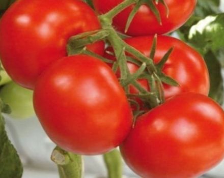 Caractéristiques et description de la variété de tomate Soyouz 8, son rendement