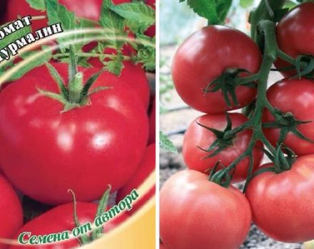 Description de la variété de tomates Tourmaline, ses caractéristiques et son rendement