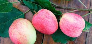 Description and characteristics of the Arkadik apple tree, its advantages and disadvantages