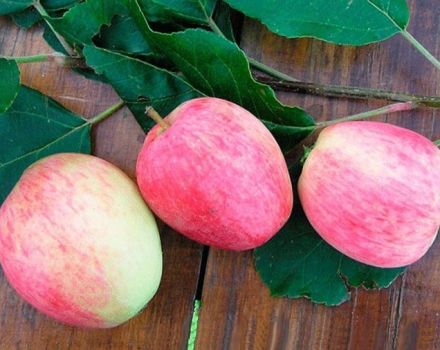 Description and characteristics of the Arkadik apple tree, its advantages and disadvantages