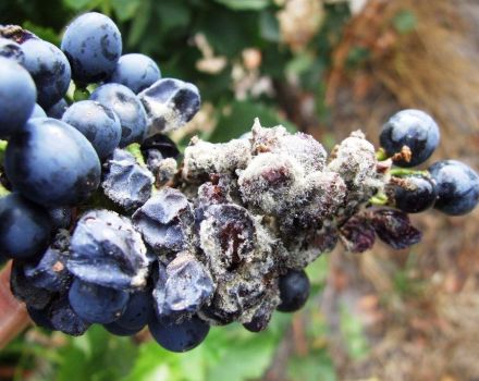 Penyakit blueberry kebun dan rawatannya, kaedah pengendalian perosak