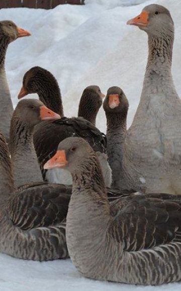 Types et noms de races de canards avec photos, descriptions des meilleurs pour l'élevage à domicile