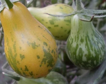 Descripción de la variedad de tomate Michael Pollan, características de cultivo y cuidado.