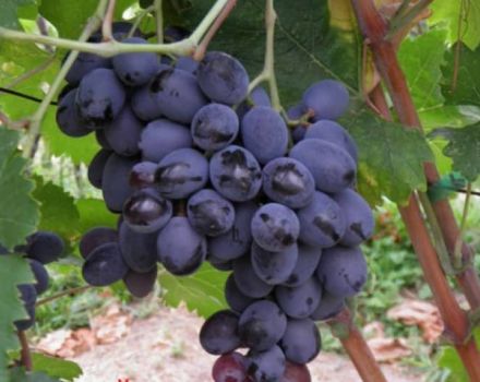 Description and characteristics of the grape variety Furshetny, reproduction and cultivation features