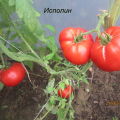 Caractéristiques et description de la variété de tomate géante, son rendement