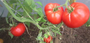 Characteristics and description of the Giant tomato variety, its yield