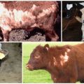 Why a calf can lose hair and methods of treatment, prevention