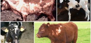 Why a calf can lose hair and methods of treatment, prevention