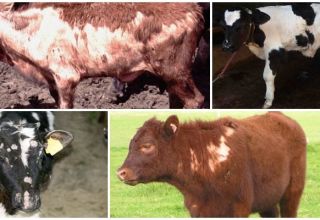 Why a calf can lose hair and methods of treatment, prevention