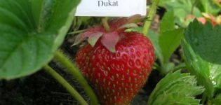 Description and characteristics of Dukat strawberries, planting and care