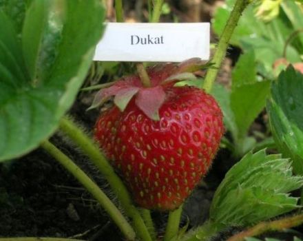 Descripción y características de las fresas Dukat, plantación y cuidado.