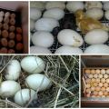 Duck egg incubation table and development schedule by timing at home