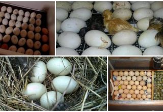 Duck egg incubation table and development schedule by timing at home