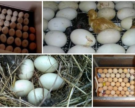 Duck egg incubation table and development schedule by timing at home