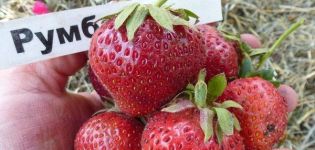 Description and characteristics of Rumba strawberries, planting scheme and care