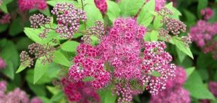 Beschrijving van de Japanse spirea Frobeli, de subtiliteiten van groei en verzorging