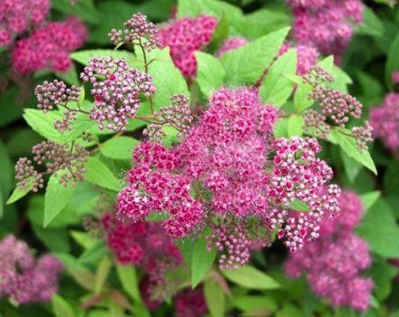 Descripción de la spirea Frobeli japonesa, las sutilezas del cultivo y el cuidado.